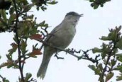 Blackcap