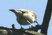 Chiffchaff