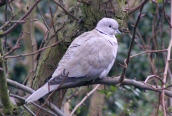 Collared Dove