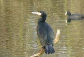 Cormorant