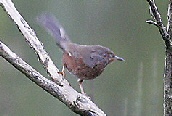 Dartford Warbler