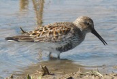 Dunlin