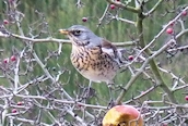 Fieldfare