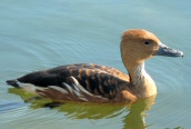 Fulvous Whistling Duck