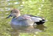 Gadwall