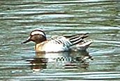 Garganey