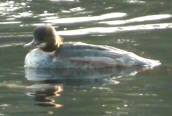 Goosander