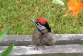 Great Spotted Woodpecker
