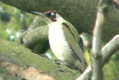Green Woodpecker
