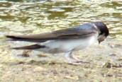 House Martin