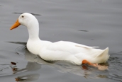 Indian Runner Duck