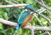 Kingfisher