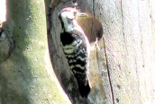 Lesser-spotted Woodpecker
