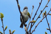 Lesser Whitethroat