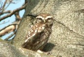 Little Owl