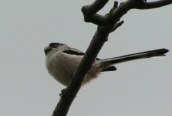 Long-tailed Tit