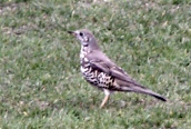 Mistle Thrush