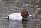 Common Pochard