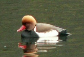 Red-crested Pochard