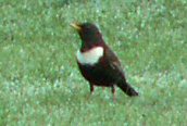 Ring Ouzel