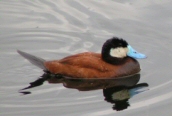 Ruddy Duck
