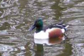 Shoveler
