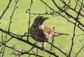 Song Thrush