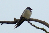 Swallow