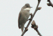 Whitethroat