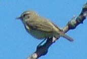 Willow Warbler