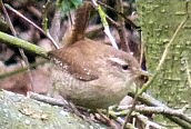 Wren