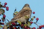 Wryneck