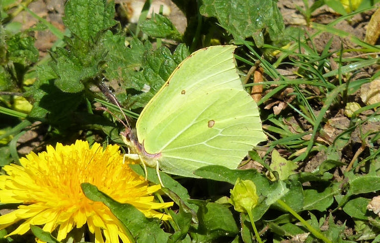 Brimstone