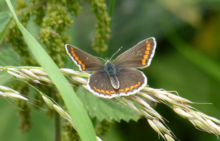 Brown Argus
