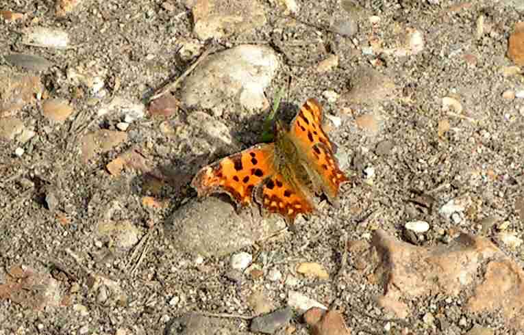 Comma