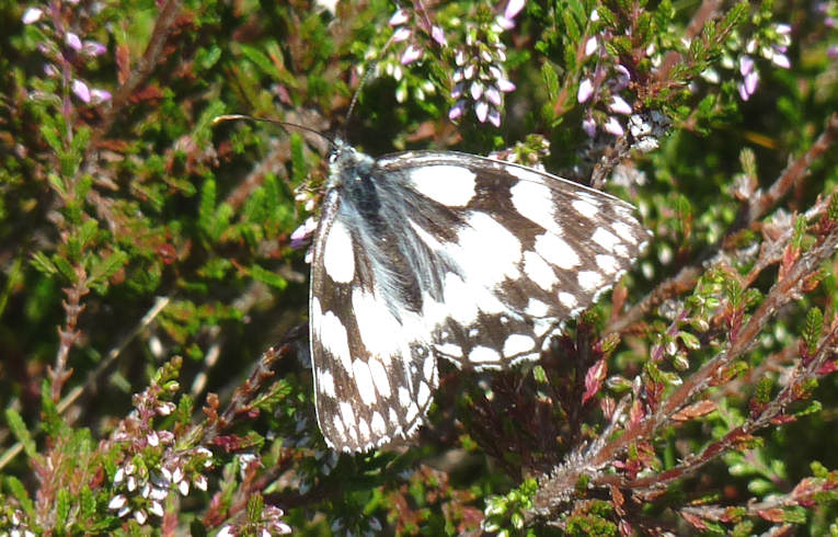 Marbled White