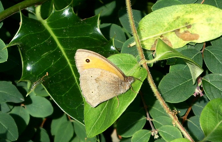 Meadow Brown