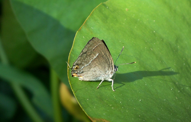 Purple Hairstreak Neozephyrus quercus