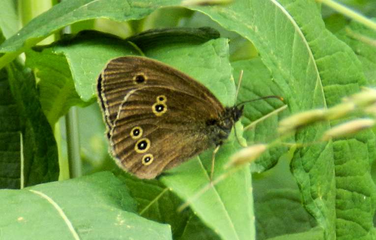 Ringlet