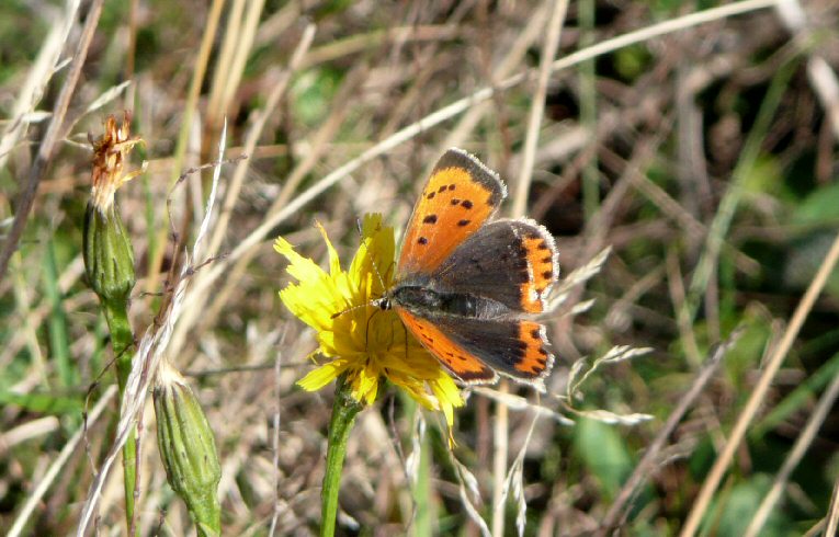 Small Copper
