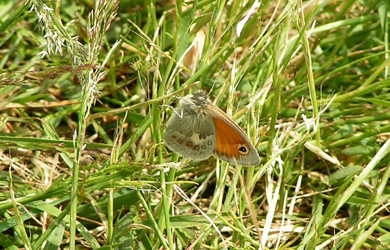 Small Heath