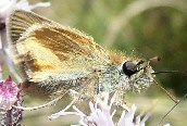 Essex Skipper