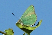 Green Hairstreak