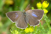 Purple Hairstreak