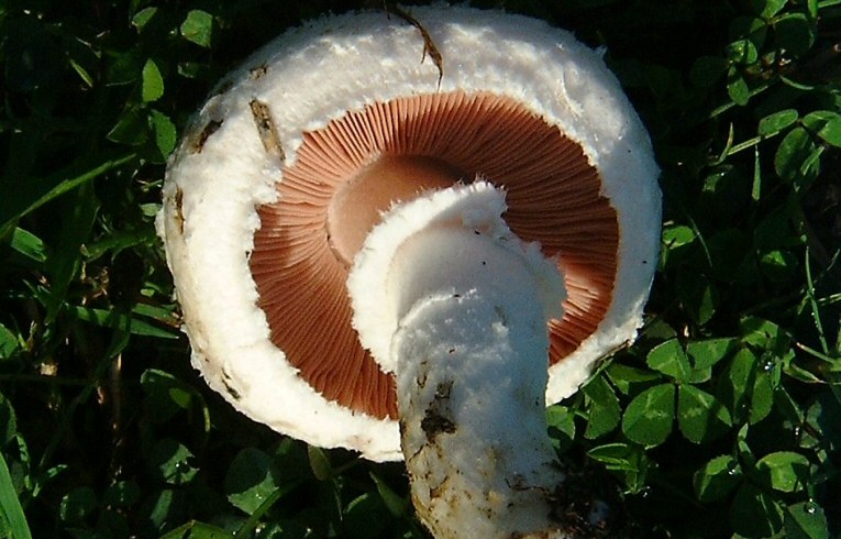 Agaricus campestris