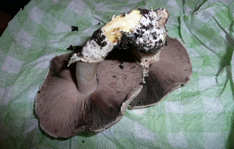 Agaricus xanthodermus