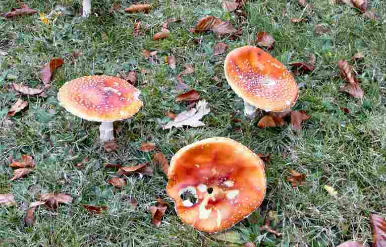 Fly Agaric