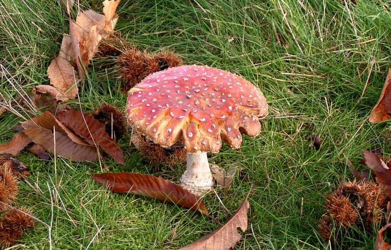 Fly Agaric