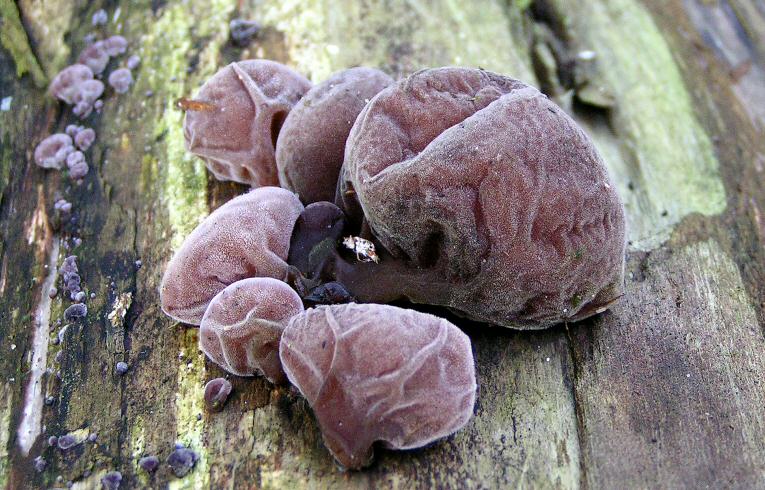 Auricularia auricula-judae