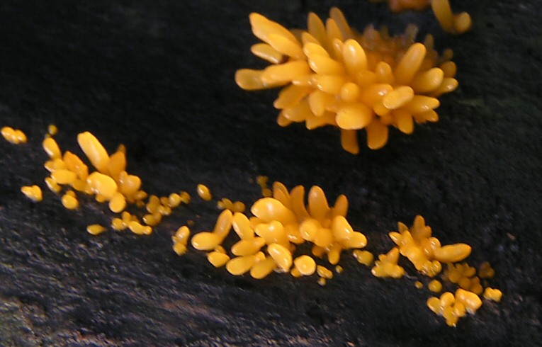 Calocera sp.